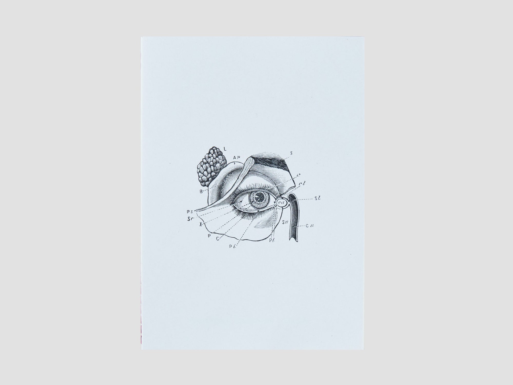 Sara Naim, La Lumière Zine
