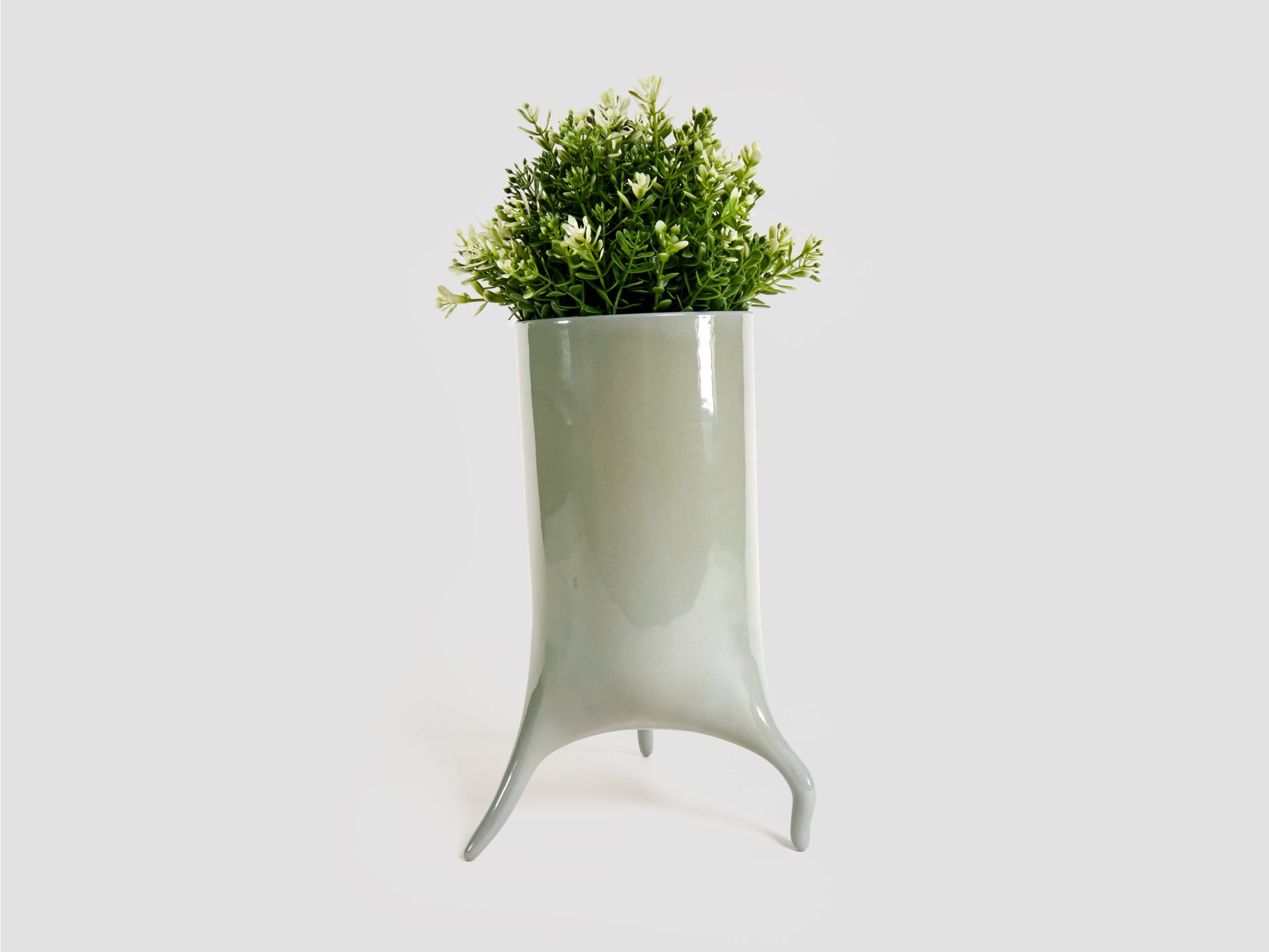 Carnivora Magna - Laurel Green