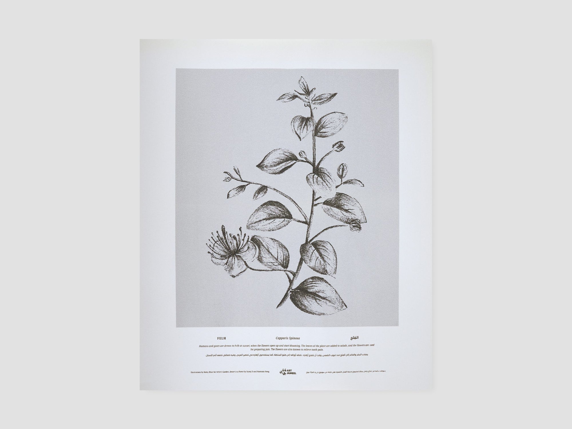 Felh Screen Print
