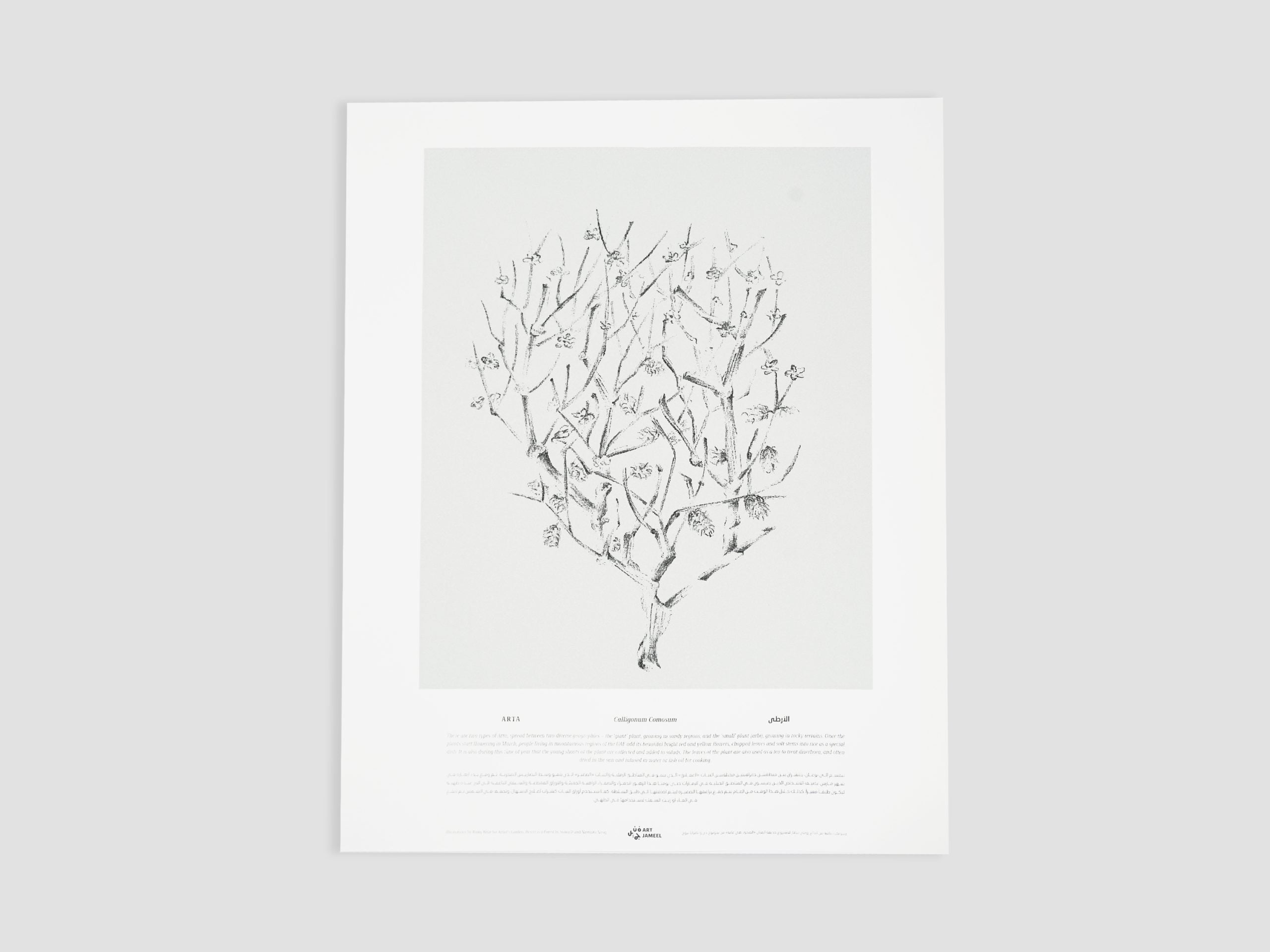 Screen Prints of Poster Plants - Arta
